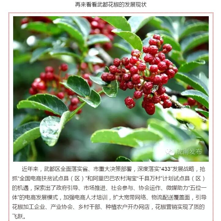 5.28億！一場(chǎng)盛會(huì)，武都花椒“火”了